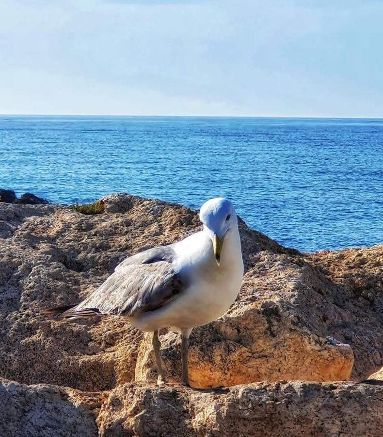 Comodo Apartamento Cerca Del Mar Santa Pola Eksteriør billede